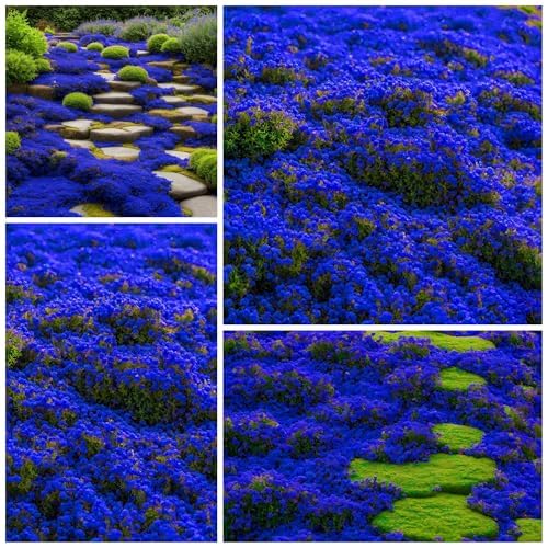 Thyme  Amazon.com : 21500+ Creeping Thyme Seeds Ground Cover Plant